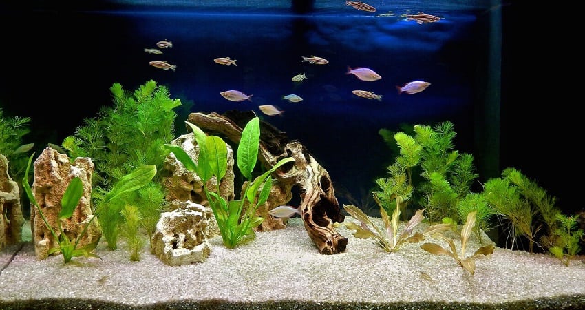 aquarium cabomba bestreviews
