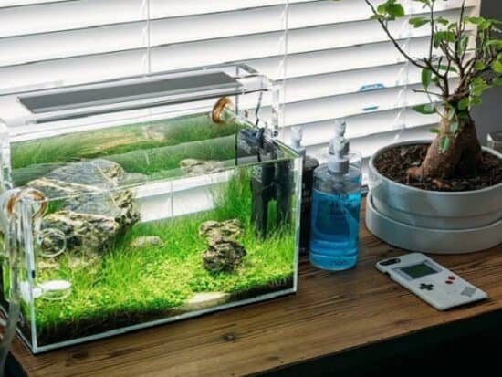 best filter for 10 gallon aquarium