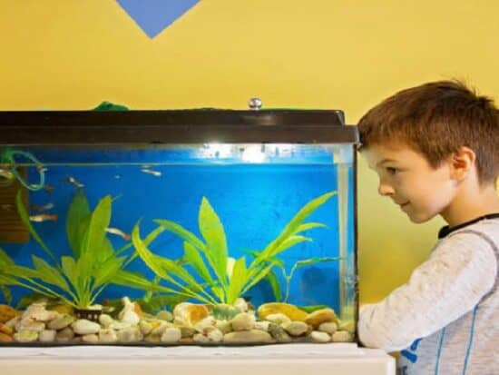 best 20 gallon aquarium filter