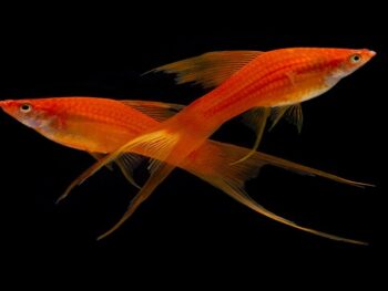 Are Swordtail Fish Aggressive