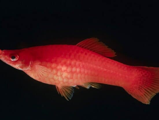 How Long are Swordtail Fish Pregnant For