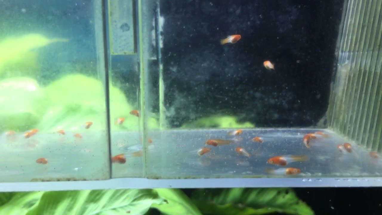The Swordtail Fry is being saved