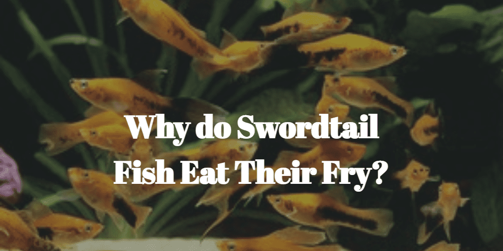 Why do Swordtail Fish Eat Their Fry